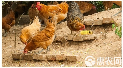 正宗農家散養土雞蛋 現撿現發，批發與擔保服務